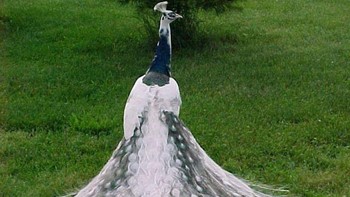 Alam bisa menjadi aneh sekaligus indah pada saat yang sama, seperti makhluk leucistic di dunia. Ini seperti Merak setengah albino. Foto: Flickr via Ranked