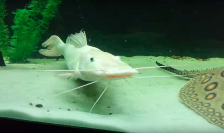 Hewan albino Hewan Albino