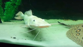 Ikan setengah albino. Foto: Flickr via Ranked