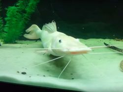 Deretan Hewan Setengah Albino yang Memukau