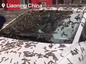 Viral Video Hujan Cacing di China, Ini 3 Hal yang Diketahui