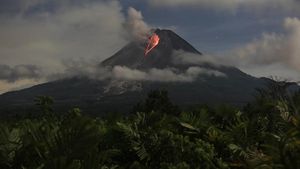 5 Fakta Menarik tentang Wedhus Gembel