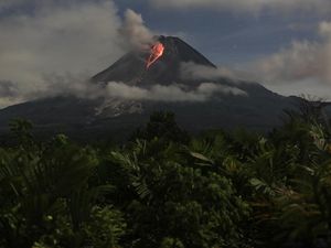 5 Fakta Menarik tentang Wedhus Gembel