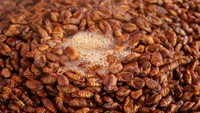 Kuliner unik satu ini memiliki bentuk yang menjijikkan, sekilas mirip seperti kecoak. Namun, hidangan ini berasal dari kepompong ulat sutera bernama bondaegi. Bondaegi ini biasanya direbus, dikukus, maupun dipanggang. Foto: Getty Images/iStockphoto