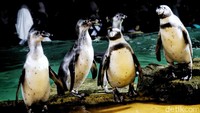 Penguin ini termasuk jenis penguin dengan ukuran medium dengan panjang tubuh antara 56-70 cm dan berat antara 2,9-6 kilogram dengan rentang hidup 15 hingga 20 tahun.