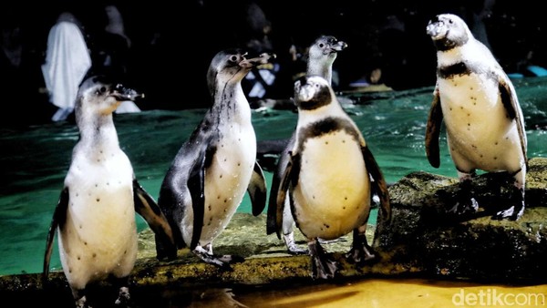 Penguin ini termasuk jenis penguin dengan ukuran medium dengan panjang tubuh antara 56-70 cm dan berat antara 2,9-6 kilogram dengan rentang hidup 15 hingga 20 tahun. Penguin ini termasuk jenis penguin dengan ukuran medium dengan panjang tubuh antara 56-70 cm dan berat antara 2,9-6 kilogram dengan rentang hidup 15 hingga 20 tahun.
