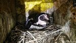 Melihat Perawatan 5 Bayi Penguin yang Menetas di Ancol