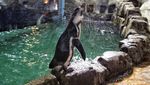 Melihat Perawatan 5 Bayi Penguin yang Menetas di Ancol