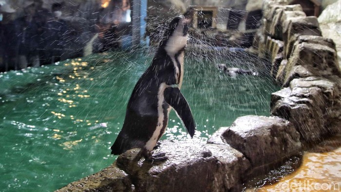 Sebanyak 5 bayi Penguin Humbolt menetas di dalam habitat oleh lembaga konservasi Taman Impian Jaya Ancol. Bayi penguin tersebut di rawat oleh para petugas.
