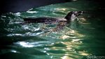 Melihat Perawatan 5 Bayi Penguin yang Menetas di Ancol