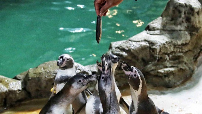Melihat Perawatan 5 Bayi Penguin yang Menetas di Ancol Sebanyak 5 bayi Penguin Humbolt menetas di dalam habitat oleh lembaga konservasi Taman Impian Jaya Ancol. Bayi penguin tersebut di rawat oleh para petugas.