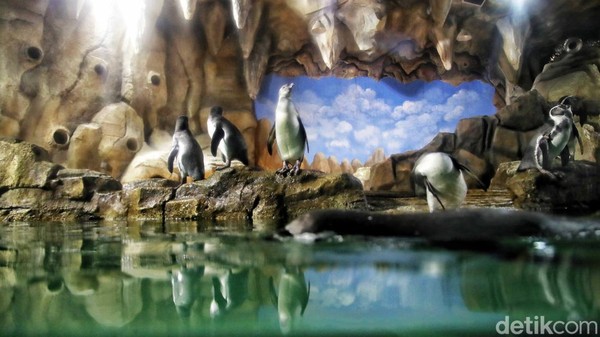Dalam upaya program pengembangbiakan ini, tim Ocean Dream Samudra melakukan modifikasi habitat untuk dapat memberikan kondisi lingkungan sesuai dengan habitat alaminya. Di samping itu pihaknya juga memberikan nutrisi terbaik para penguin.