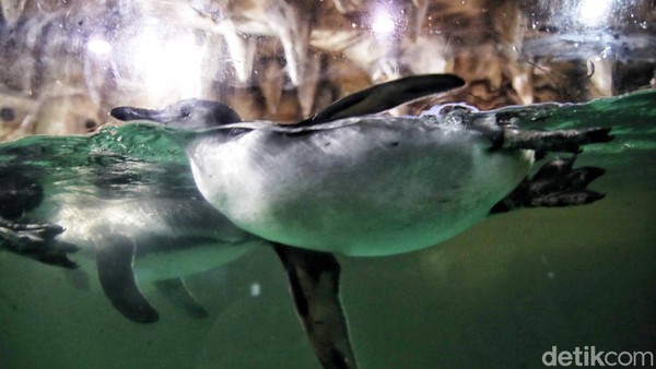 Penguin humboldt mulai memasuki usia dewasa dan mampu bereproduksi setelah usia 3 tahun dan rata-rata bertelur 2-3 telur. Penguin humboldt mulai memasuki usia dewasa dan mampu bereproduksi setelah usia 3 tahun dan rata-rata bertelur 2-3 telur.