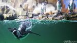Melihat Perawatan 5 Bayi Penguin yang Menetas di Ancol