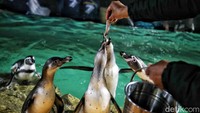 Manager Konservasi Ancol drh. Yus Anggoro menjelaskan, penguin humboldt merupakan salah satu dari dari 18 penguin yang ada di dunia dan mereka hidup pada iklim tropis di pantai barat Amerika Selatan.