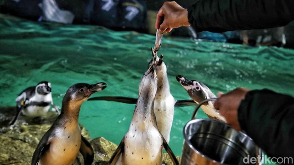 Manager Konservasi Ancol drh. Yus Anggoro menjelaskan, penguin humboldt merupakan salah satu dari dari 18 penguin yang ada di dunia dan mereka hidup pada iklim tropis di pantai barat Amerika Selatan. Manager Konservasi Ancol drh. Yus Anggoro menjelaskan, penguin humboldt merupakan salah satu dari dari 18 penguin yang ada di dunia dan mereka hidup pada iklim tropis di pantai barat Amerika Selatan.