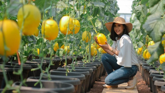 Melon Kinanti di Hortimart Agro Center Jawa Tengah