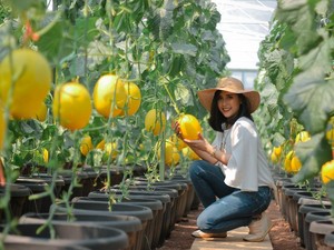 Tak Perlu Impor, Ragam Jenis Melon Premium Ada di Indonesia