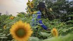 Begini Proses Panen Bunga Matahari, Pernah Lihat?