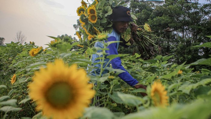 Petani memanen bunga matahari di kebunnya di Sepatan, Kabupaten Tangerang, Banten, Minggu (12/3/2023). Bunga matahari yang sudah dipanen tersebut dijual ke pedagang tanaman hias dengan harga Rp1.000 per tangkai. ANTARA FOTO/Fauzan/nz