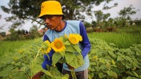 Petani memanen bunga matahari di kebunnya di Sepatan, Kabupaten Tangerang, Banten, Minggu (12/3/2023).