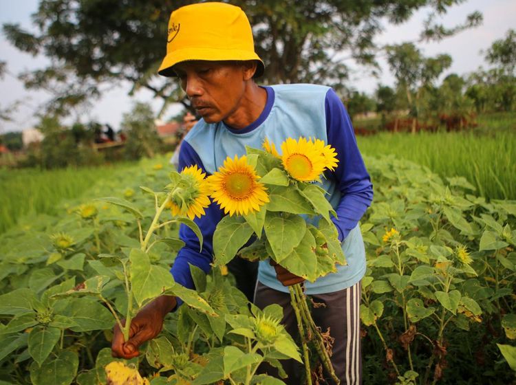 Begini Proses Panen Bunga Matahari, Pernah Lihat?