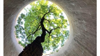 Pohon yang tumbuh dalam bangunan silo yang terbengkalai. Foto: Boredpanda/Twitter/ALex Menn