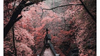 Ada bangunan tersembunyi di dalam hutan yang lebat. Foto: Boredpanda/Twitter/ALex Menn