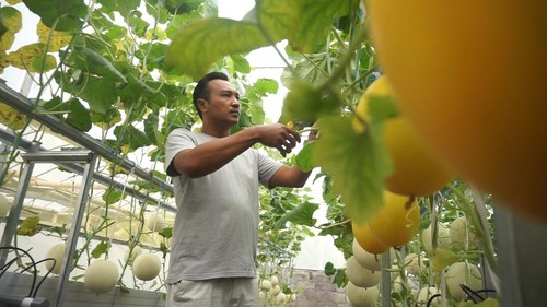 Putu Celuk Darmika tengah merawat tanaman melon beragam jenis di kebun miliknya di Desa Selat, Abiansemal, Badung, Minggu (12/3/2023). (Agus Eka)