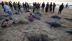 Sejumlah Ikan Pari Manta Terdampar Misterius di Pantai Gaza