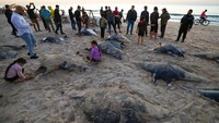Bagi para nelayan lokal di sana menganggap, terdamparnya ikan-ikan pari tersebut sebagai rezeki. Mereka dapat menjualnya kembali ke pasar tradisional. Getty Images/MAHMUD HAMS