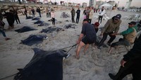 Sejumlah ikan pari manta yang terdampar di sepanjang pantai kota Gaza tersebut menjadi misterius. Getty Images/MAHMUD HAMS