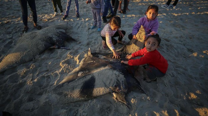 Saat Nelayan Palestina Berburu Ikan Pari Maria di Pantai Gaza Nelayan Palestina berburu ikan Pari maria di pantai Gaza. Nih foto-fotonya.