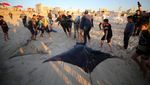 Sejumlah Ikan Pari Manta Terdampar Misterius di Pantai Gaza