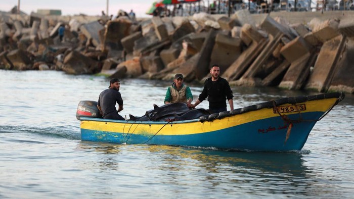 Saat Nelayan Palestina Berburu Ikan Pari Maria di Pantai Gaza Nelayan Palestina berburu ikan Pari maria di pantai Gaza. Nih foto-fotonya.