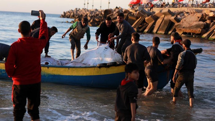 Saat Nelayan Palestina Berburu Ikan Pari Maria di Pantai Gaza Nelayan Palestina berburu ikan Pari maria di pantai Gaza. Nih foto-fotonya.