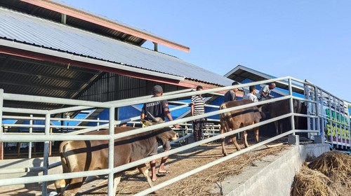 Sebanyak 550 ekor sapi dikirim dari NTT ke Jakarta untuk memenuhi permintaan jelang bulan Ramadhan, Minggu (13/3/2023). (Yufen Ernesto/detikBali)