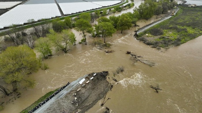 Hujan tidak hanya menyebabkan banjir di California. Tanggul Sungai Pajaro juga jebol akibat terjangan banjir. Ini penampakannya.