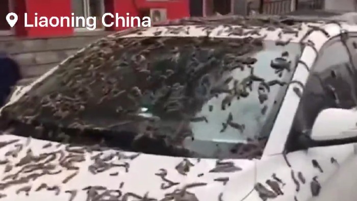 Video Viral Hujan Cacing di China Ternyata Bunga