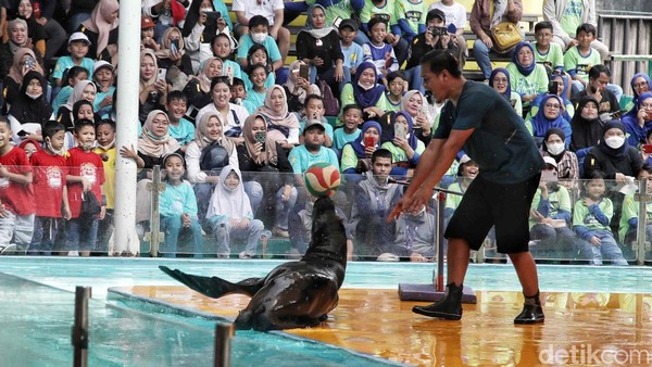 Sejumlah pengunjung menikmati hiburan pementasan Singa Laut di Oceam Dream Samudra, Ancol Taman Impian, Jakarta Utara, Senin (13/3/2023).