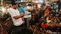 Untuk harga ayam jago ukuran besar juga mengalami kenaikan, dari Rp 120.000 menjadi Rp 170.000 per ekor.