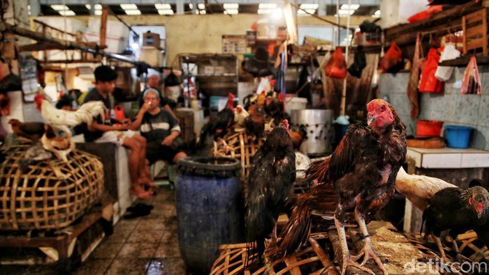 Sejumlah pedagang menjual ayam potong di Pasar Koja Baru, Koja, Jakarta Utara, Selasa (14/3/2023). Menurut keterangan pedagang, saat ini harga ayam telah mengalami kenaikan harga dari ukuran satu ekor yang dari harga Rp 30.000 menjadi Rp 35.000.