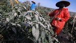 Sedihnya Petani Cabai Teropong di Kawasan Gunung Merapi