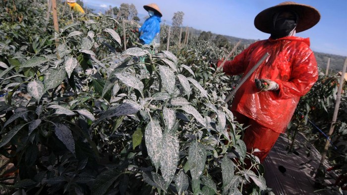 HARGA CABAI TEROPONG PERTANIAN MERAPI TURUN Petani menunjukan hasil panen cabai teropong di lereng Gunung Merapi, Tlogolele, Selo, Boyolali, Jawa Tengah, Senin (13/3/2023). Menurut petani, harga jual cabai teropong saat ini turun dari sebelumnya Rp25 ribu per kilogram menjadi Rp20 ribu per kilogram penurunan harga tersebut disebabkan dampak dari terkena abu vulkanik Gunung Merapi. ANTARA FOTO/Aloysius Jarot Nugroho/foc.