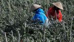 Sedihnya Petani Cabai Teropong di Kawasan Gunung Merapi