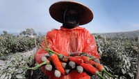 Petani menunjukan hasil panen cabai teropong di lereng Gunung Merapi, Tlogolele, Selo, Boyolali, Jawa Tengah, Senin (13/3/2023).