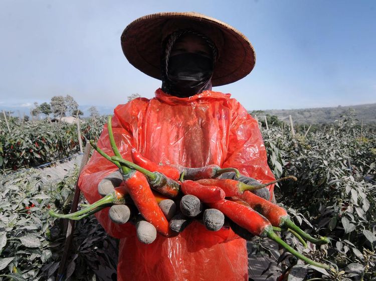 Sedihnya Petani Cabai Teropong di Kawasan Gunung Merapi