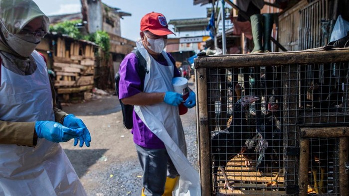 Dokter hewan mengambil sampel pemeriksaan virus avian influenza di peternakan ayam Bogor. Hal ini untuk memastikan kesehatan ayam jelang Ramadhan.