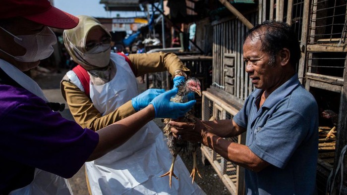 Dokter hewan mengambil sampel pemeriksaan virus avian influenza di peternakan ayam Bogor. Hal ini untuk memastikan kesehatan ayam jelang Ramadhan.