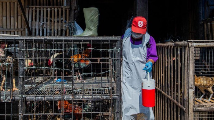Dokter hewan mengambil sampel pemeriksaan virus avian influenza di peternakan ayam Bogor. Hal ini untuk memastikan kesehatan ayam jelang Ramadhan.